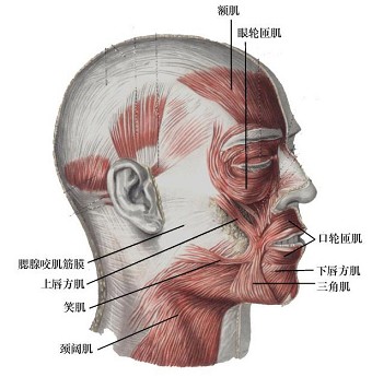 在颊部下前庭沟之上作牙糟骨平行切口 b.腮腺导管口之下作垂直切口 c.