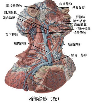 椎静脉口腔颌面外科在线题库 参考答案:b 相关试题库试题 口腔颌面