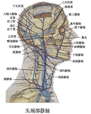 有关颈外静脉的形成,下列哪项是正确的