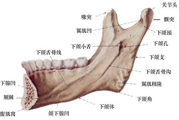 进入下颌孔的神经是