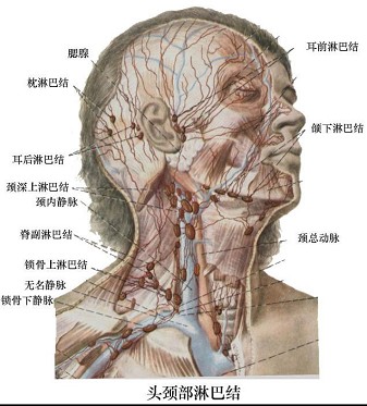 下列部位的淋巴液引流到下颌下淋巴结的有