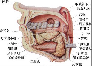 口底粘膜之间 c口底手术时易损伤舌下神经 d手术时注意保护颌下腺导管