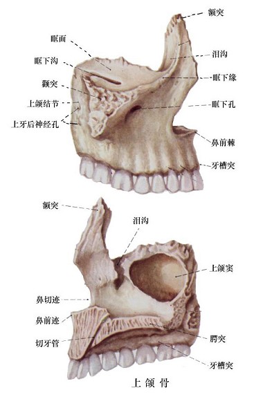 上颌骨的解剖特点有