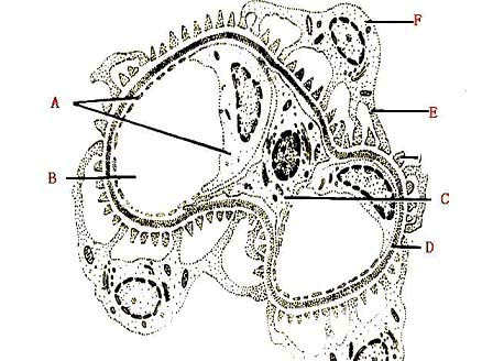 a.肾球囊脏层上皮细胞 b.基底膜 c.毛细血管内皮细胞 d.