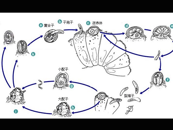 卵囊 b.孢子囊 c.滋养体 d.裂殖体 e.配子体