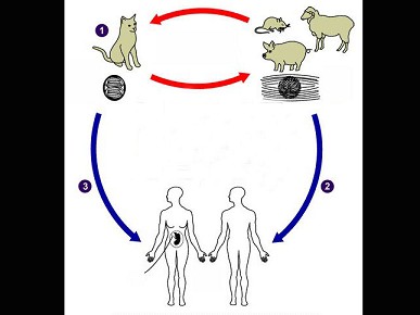 图示刚地弓形虫的生活周期,请问弓形虫病的传播方式有