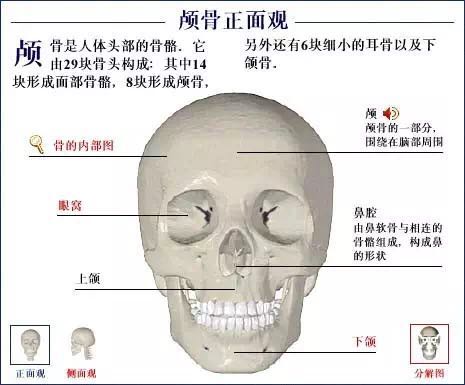 人体骨骼系统.jpg