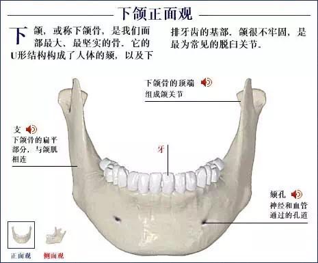 人体骨骼系统.jpg