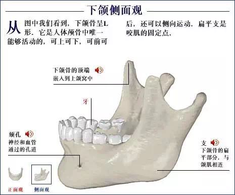 人体骨骼系统.jpg