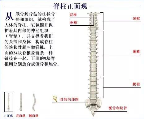 人体骨骼系统.jpg