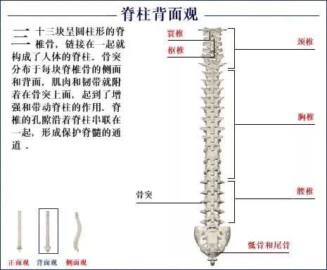 人体骨骼系统.jpg